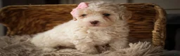 Miniature Poodle dogs for sale: Jett 🐾  - Ad 9