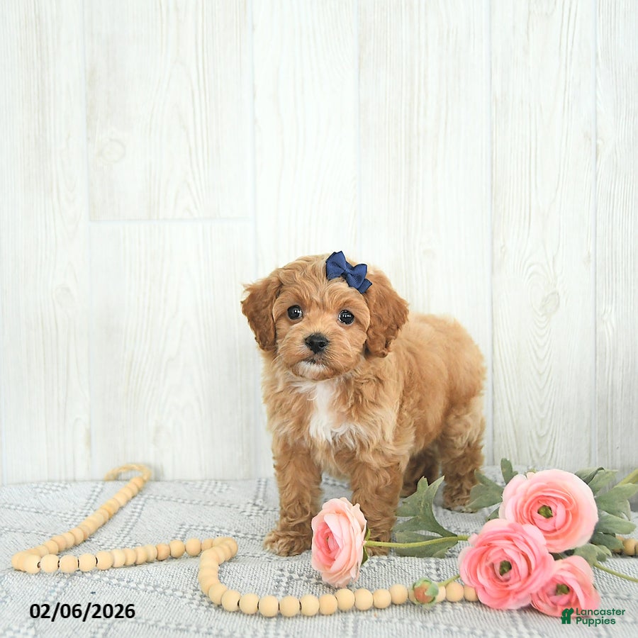 Cockapoo dogs Bubbles EXTRA SMALL - Ad 35