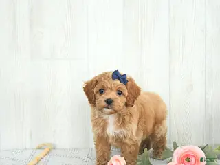 Cockapoo dogs Bubbles EXTRA SMALL - Ad 35