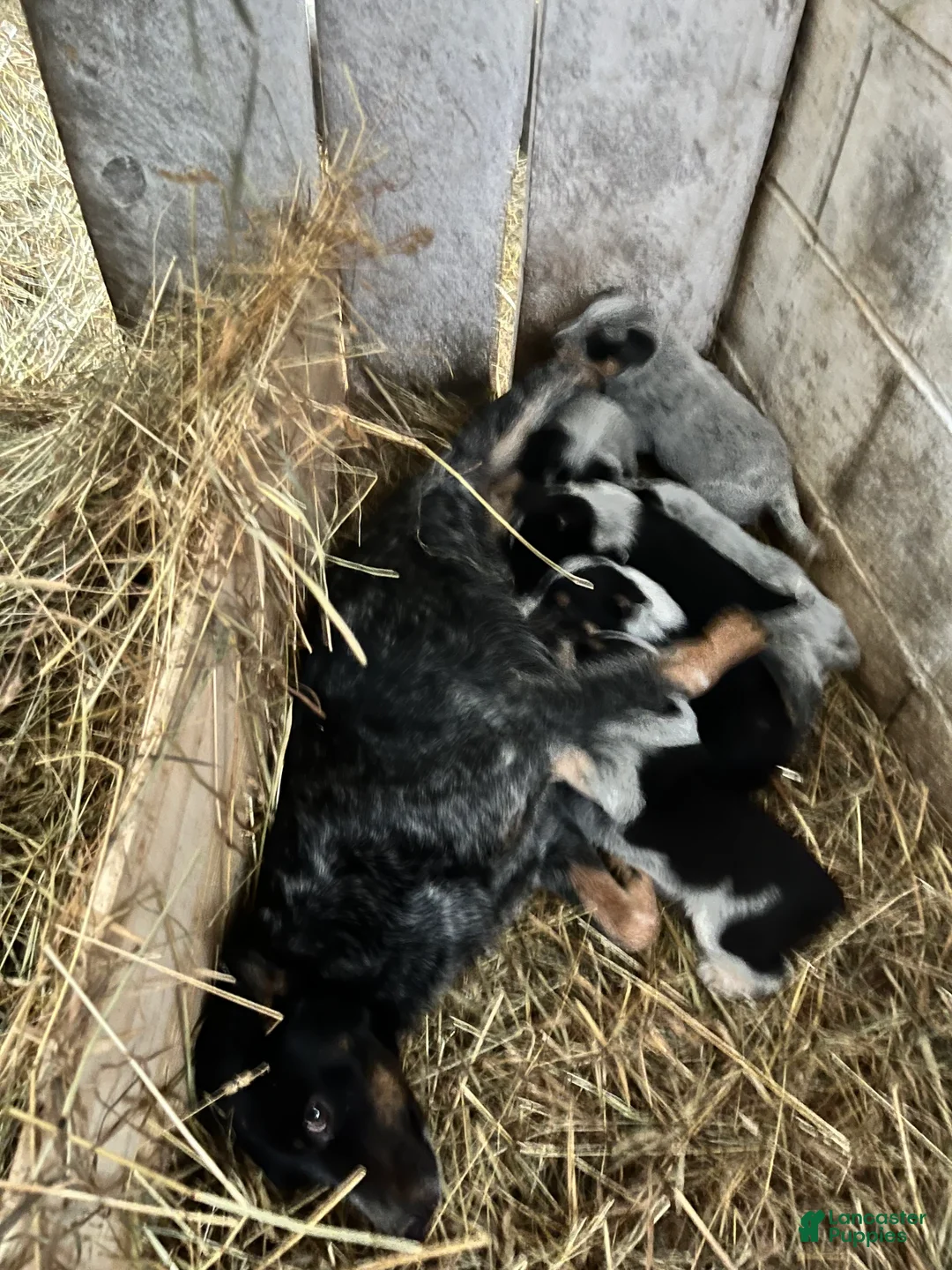 Australian Cattle Dog dogs for sale: Olivia - Ad 4