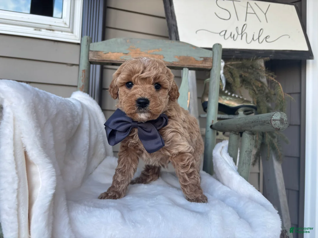 Mini Goldendoodle dogs for sale: Louis - Ad 2