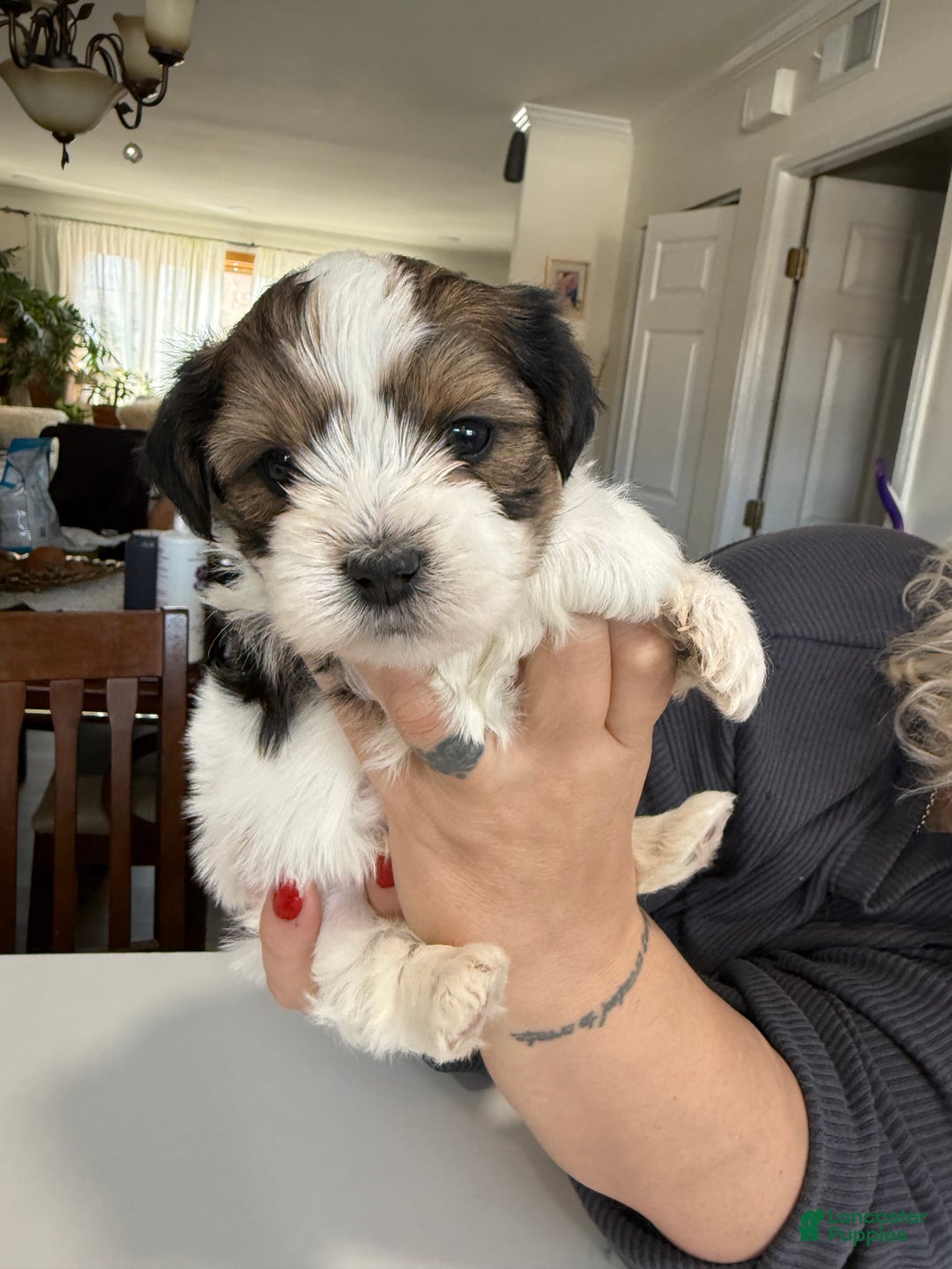 Shorkie dogs for sale: Shorkie Puppy 1 Milo - Ad 1