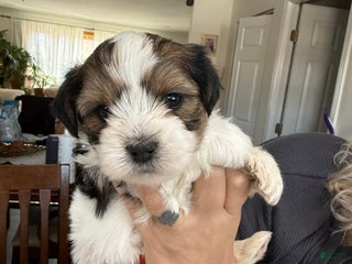 Shorkie dogs Shorkie Puppy 1 Milo - Ad 19