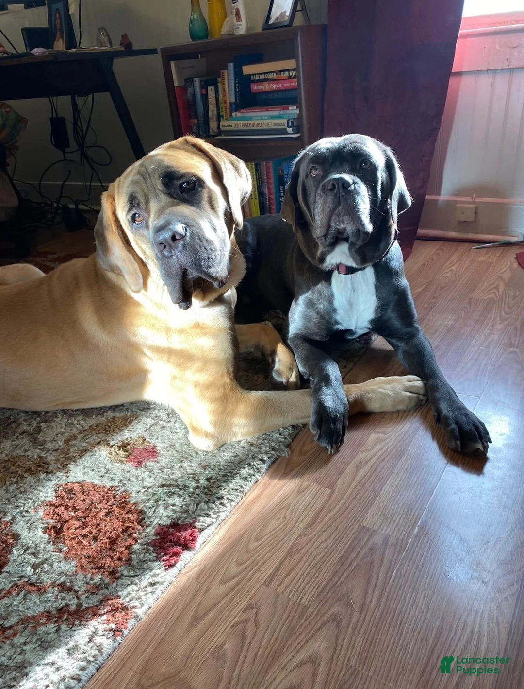 Cane Corso dogs for sale: Fancy - Ad 6