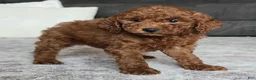 Miniature Poodle dogs for sale: Cooper - Ad 4