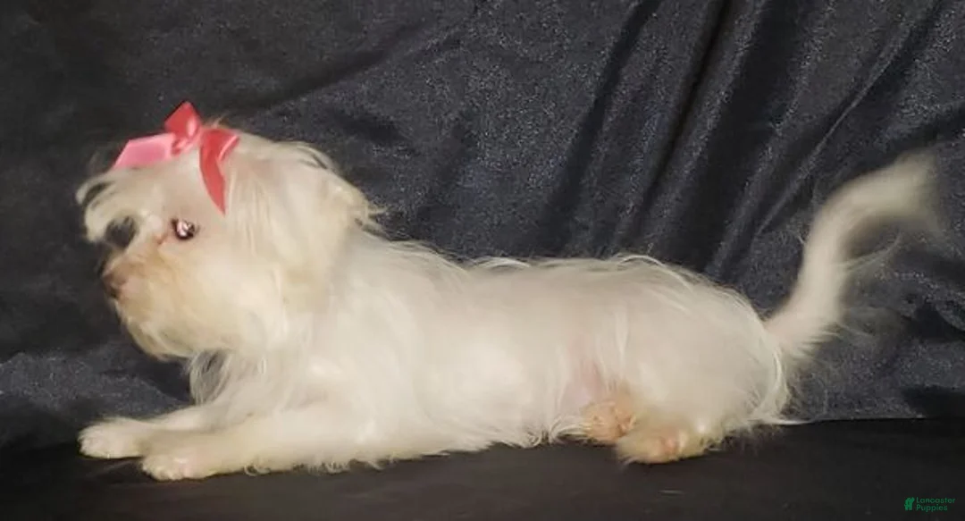 Maltese dogs for sale: Maltese Puppy 2 - Ad 2