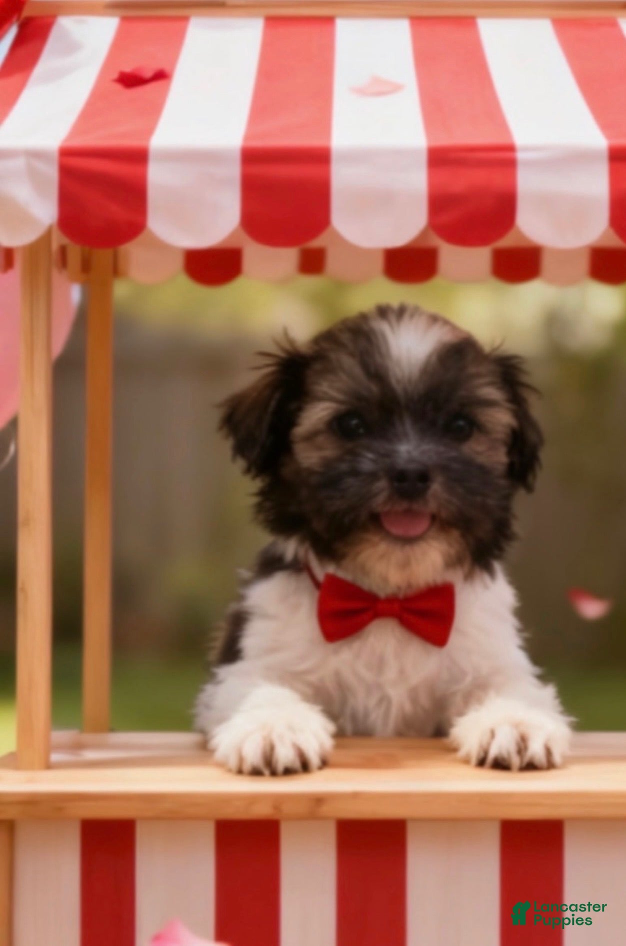 Shih Tzu dogs Shih Tzu Puppy 1 - Ad 15