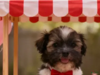 Shih Tzu dogs Shih Tzu Puppy 1 - Ad 15