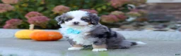 Mini Bernedoodle dogs for sale: Coven - Ad 3