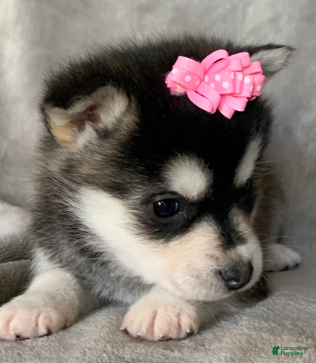 Alaskan Klee Kai dogs for sale: Gorgeous Toy Husky~Sweet POLLY~!!! - Ad 4