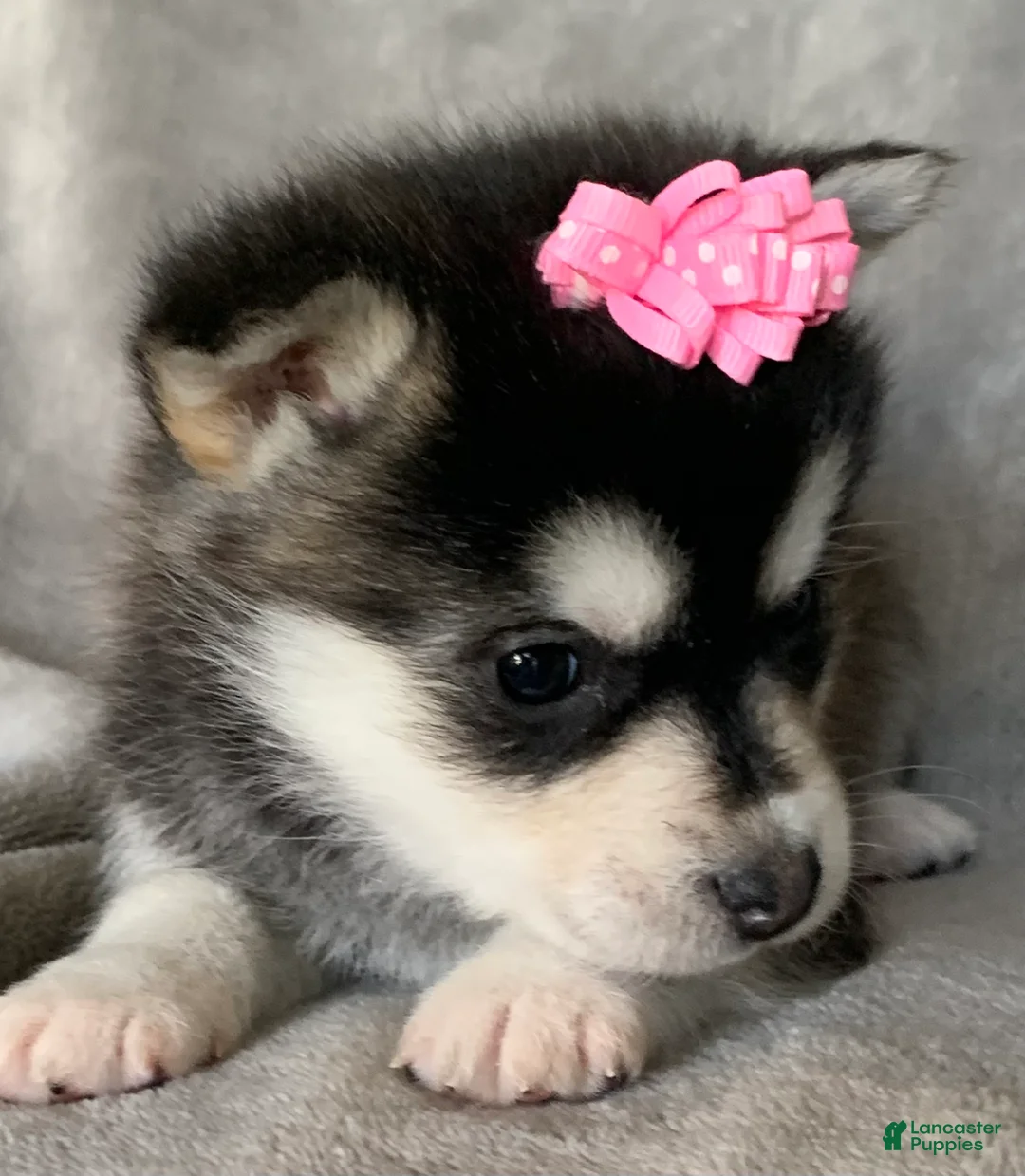 Alaskan Klee Kai dogs for sale: Gorgeous Toy Husky~Sweet POLLY~!!! - Ad 4
