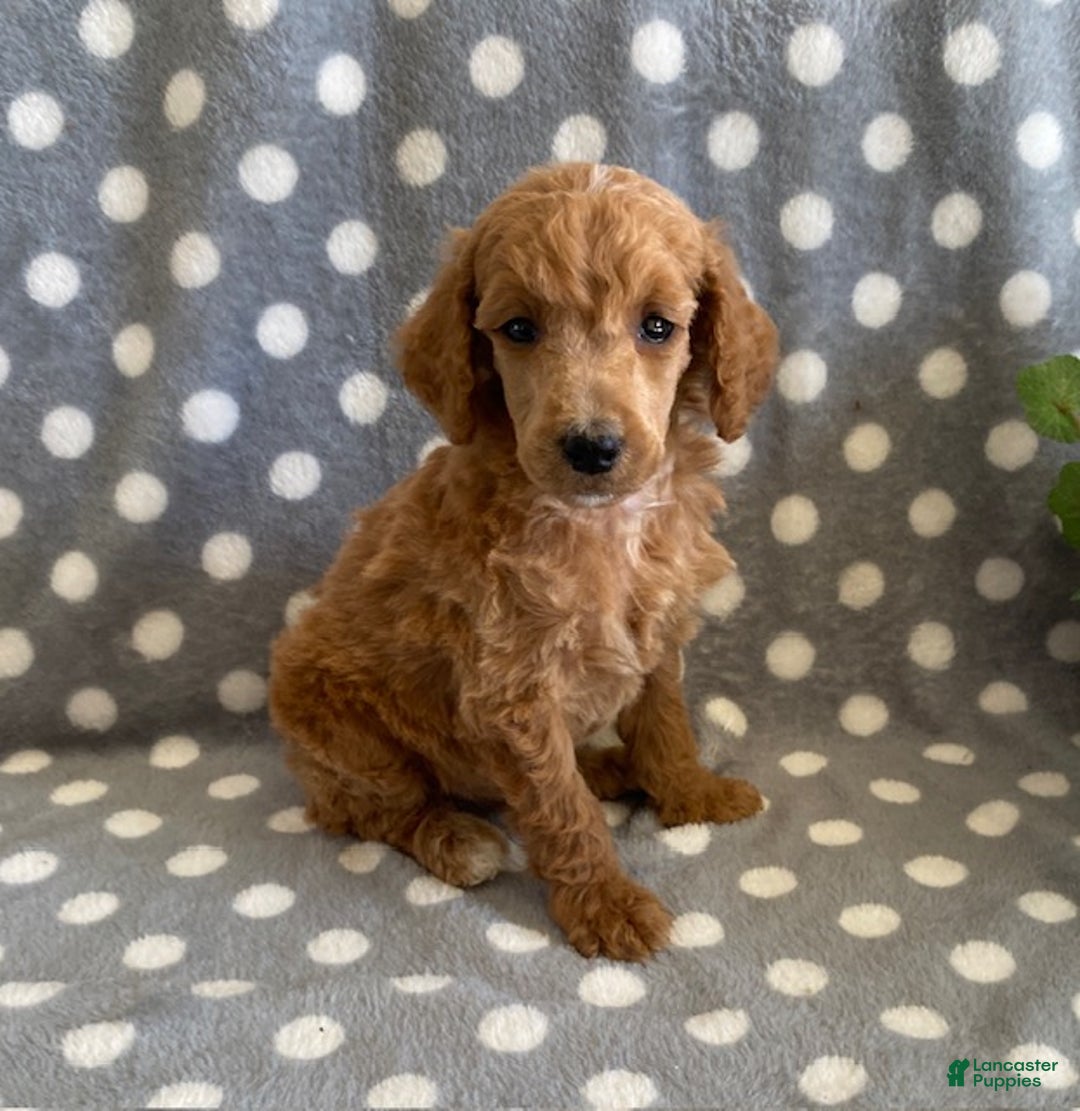 Standard Poodle dogs for sale: Jimmy - Ad 3