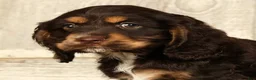 Cocker Spaniel dogs for sale: Bonnie - Ad 6