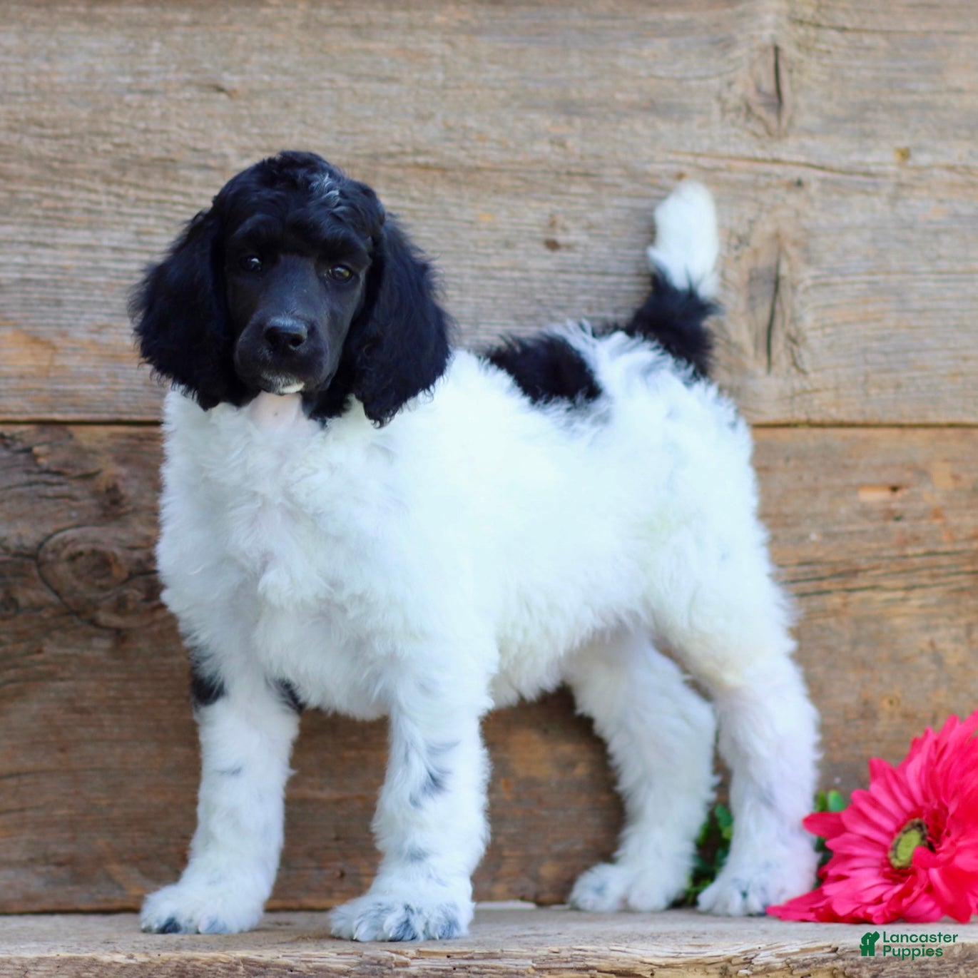 Standard Poodle dogs Tasha - Ad 1