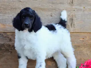 Standard Poodle dogs for sale: Tasha - Ad 1