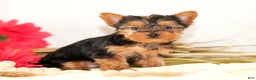 Morkie dogs for sale: Preston - Ad 2