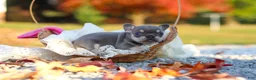 French Bulldog dogs for sale: Maple - Ad 8