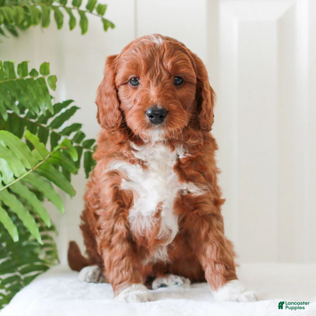 Mini Goldendoodle dogs for sale: Harrison  - Ad 1