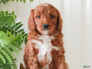 Mini Goldendoodle dogs for sale: Harrison - Ad 3