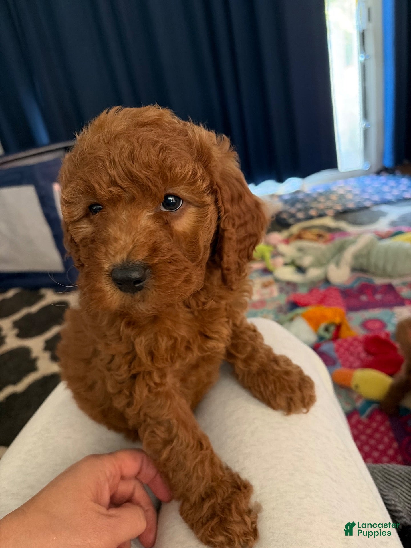 Goldendoodle dogs for sale: Goldendoodle 1 - Ad 10