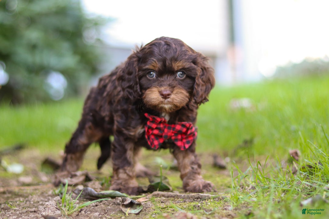 Cavapoo dogs for sale: Captain - Ad 14