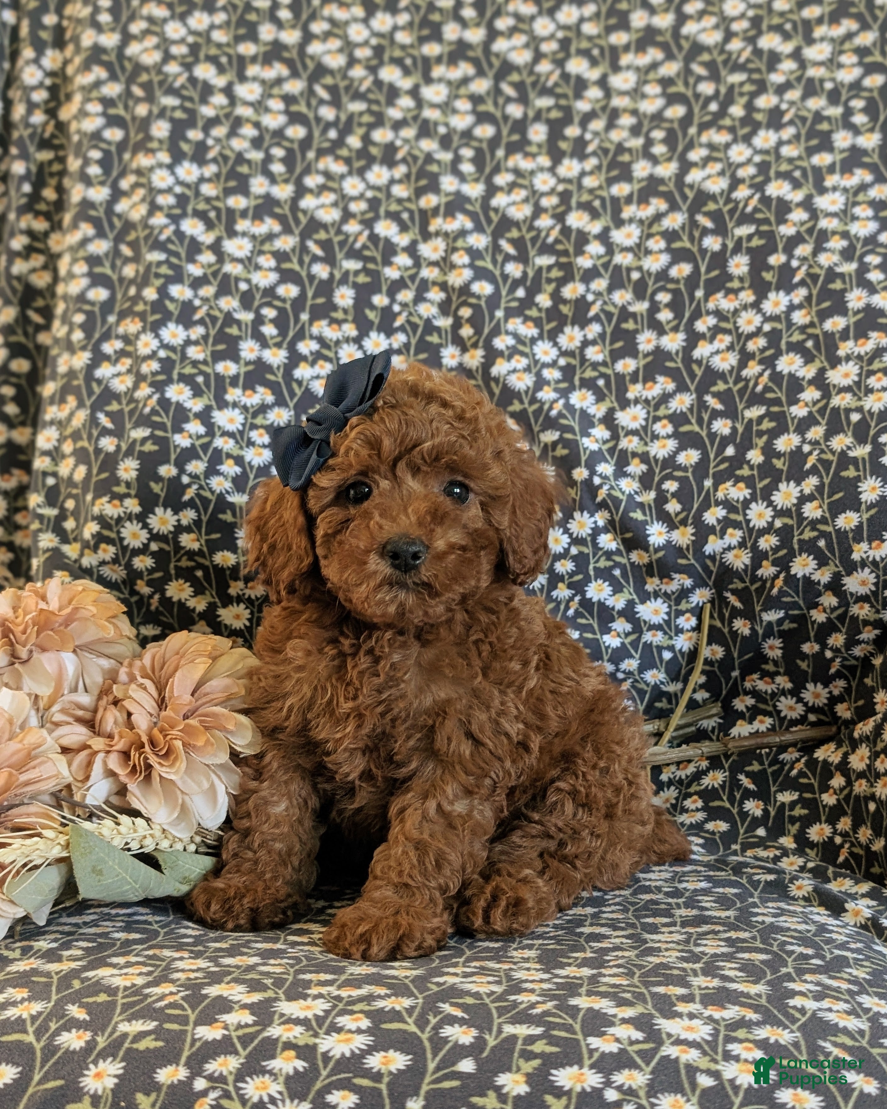 Miniature Poodle dogs for sale: Sybil - Ad 1