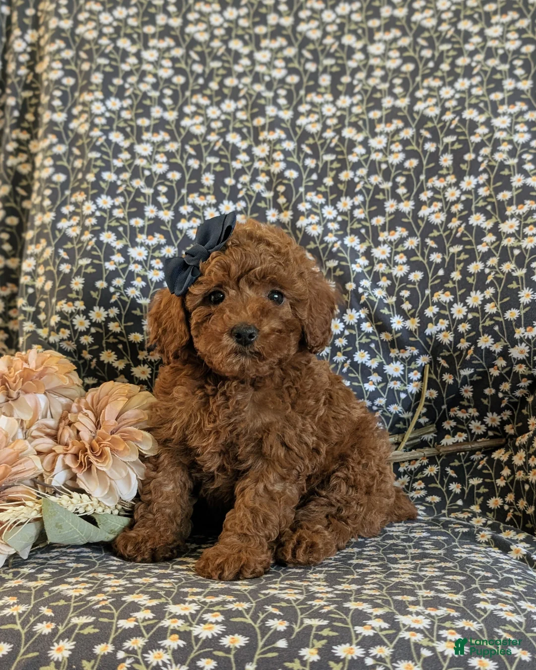 Miniature Poodle dogs for sale: Sybil - Ad 1