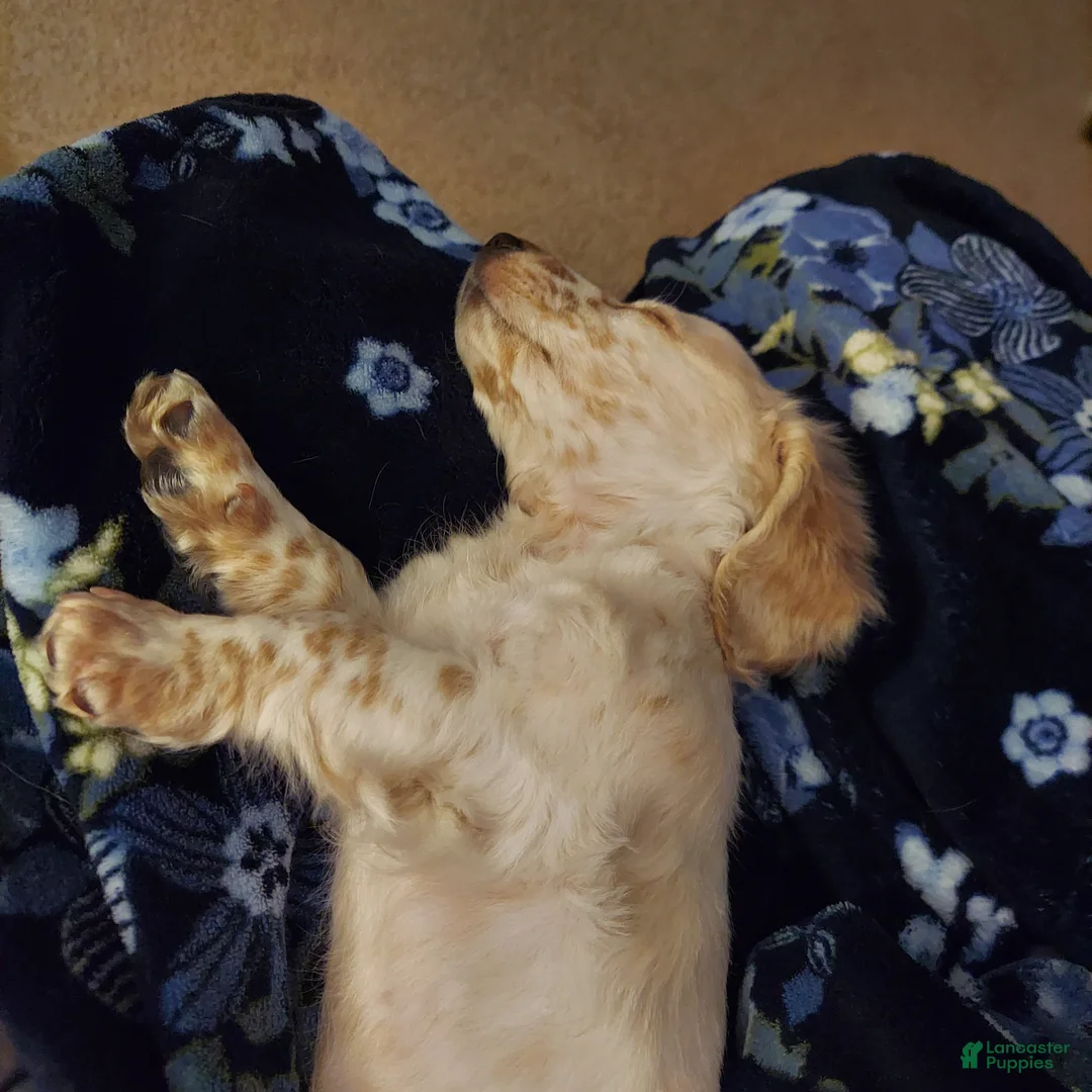 Miniature Dachshund dogs for sale: Frankie - Male, Long-haired Miniature Dachshund Puppy - Ad 2