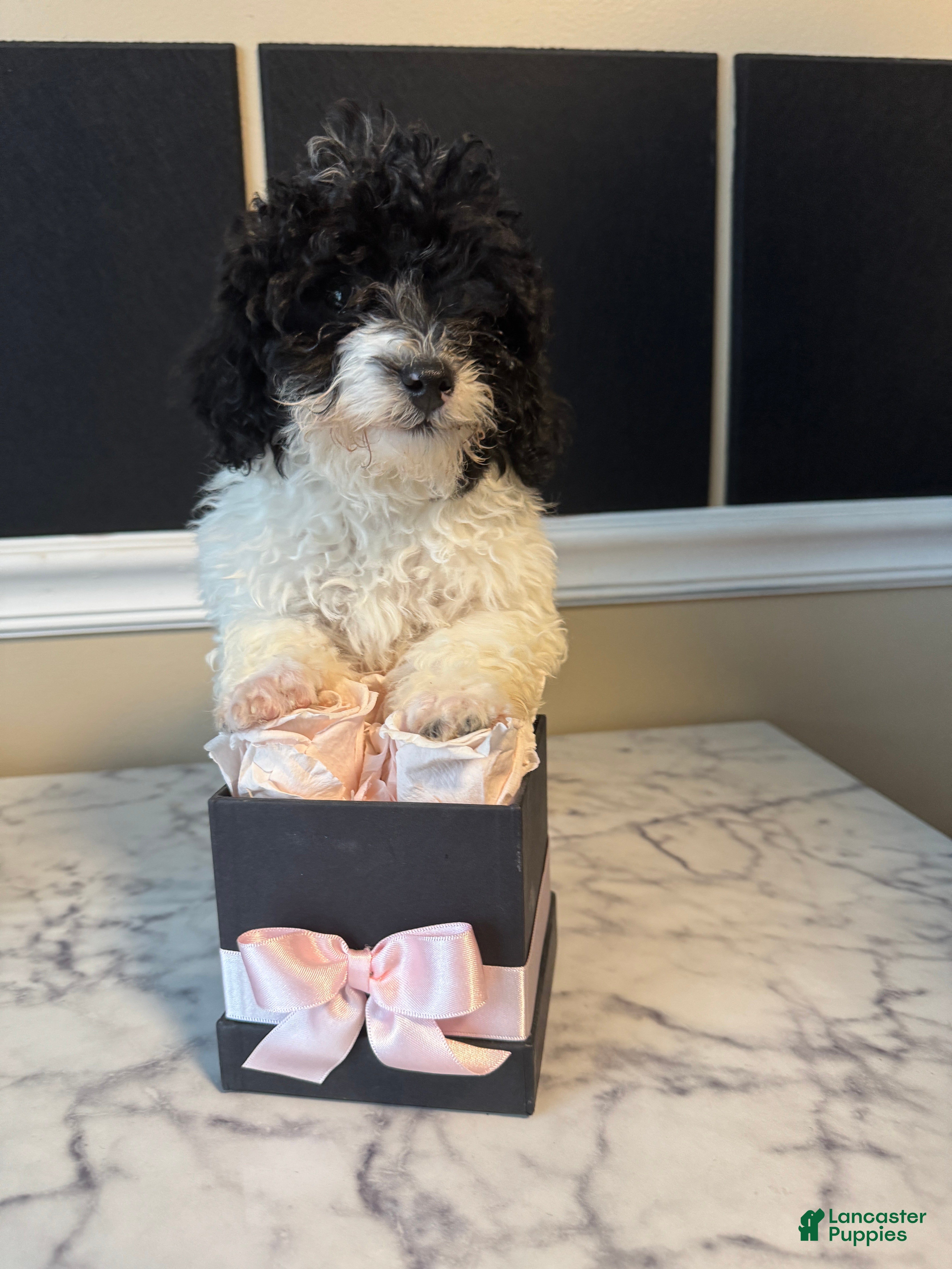 Toy Poodle dogs Piper - Ad 2