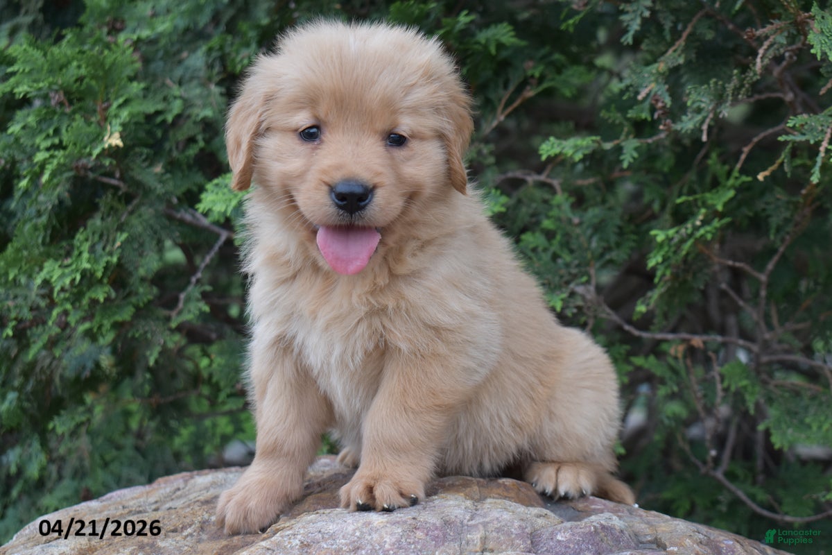 Golden Retriever dogs Nora - Ad 1