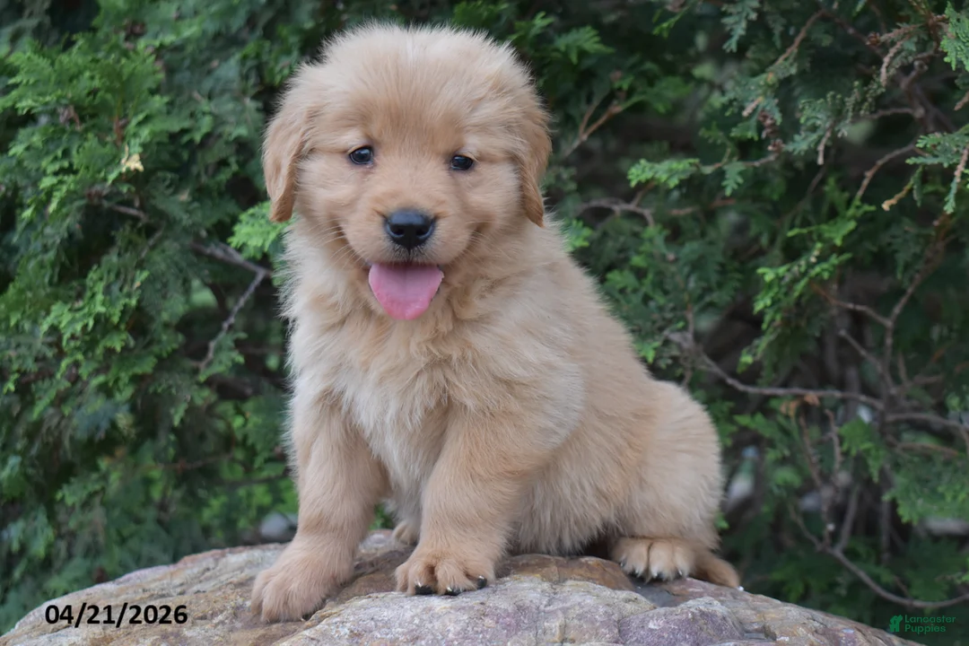 Golden Retriever dogs for sale: Nora - Ad 1