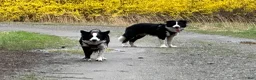 Border Collie dogs for sale: Yellow - Ad 4