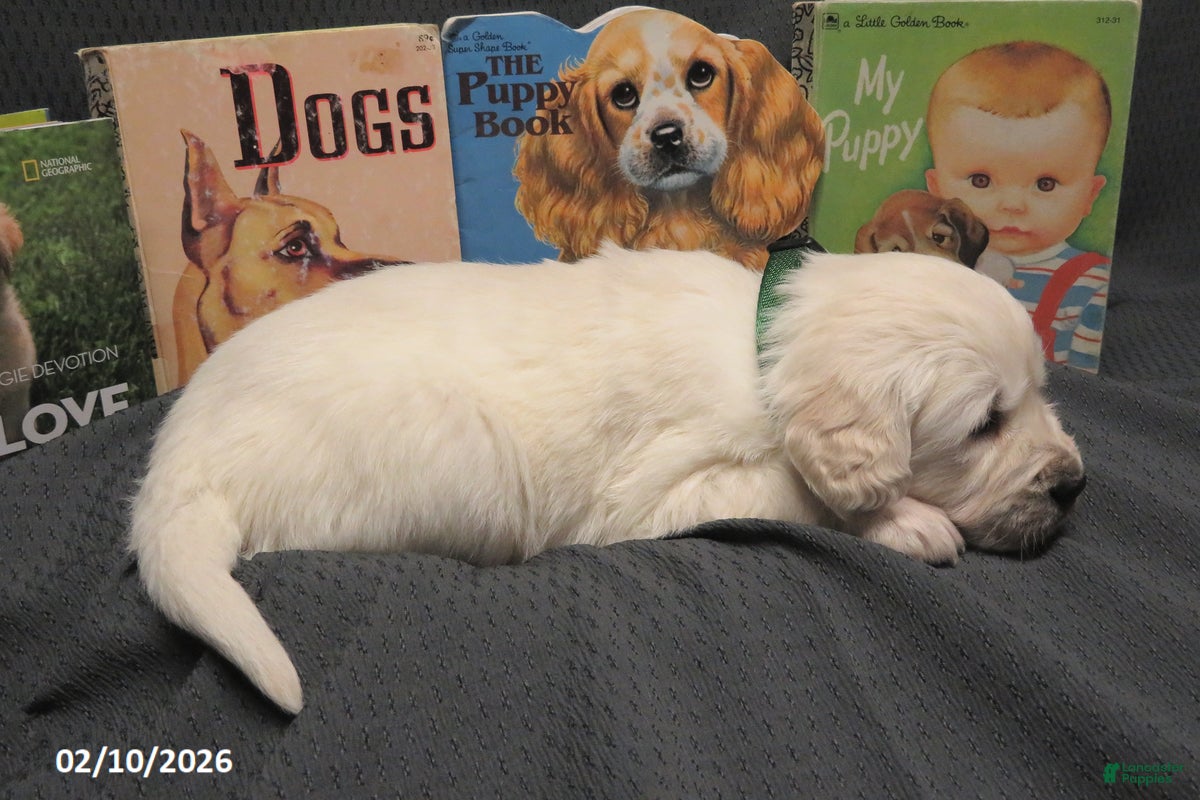 Golden Retriever dogs Barney - Ad 2