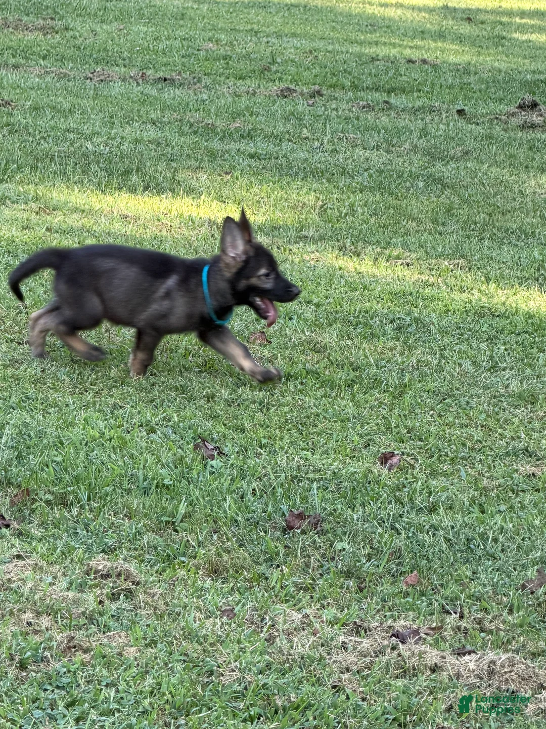 German Shepherd dogs for sale: German Shepherd Light Blue Collar - Ad 2