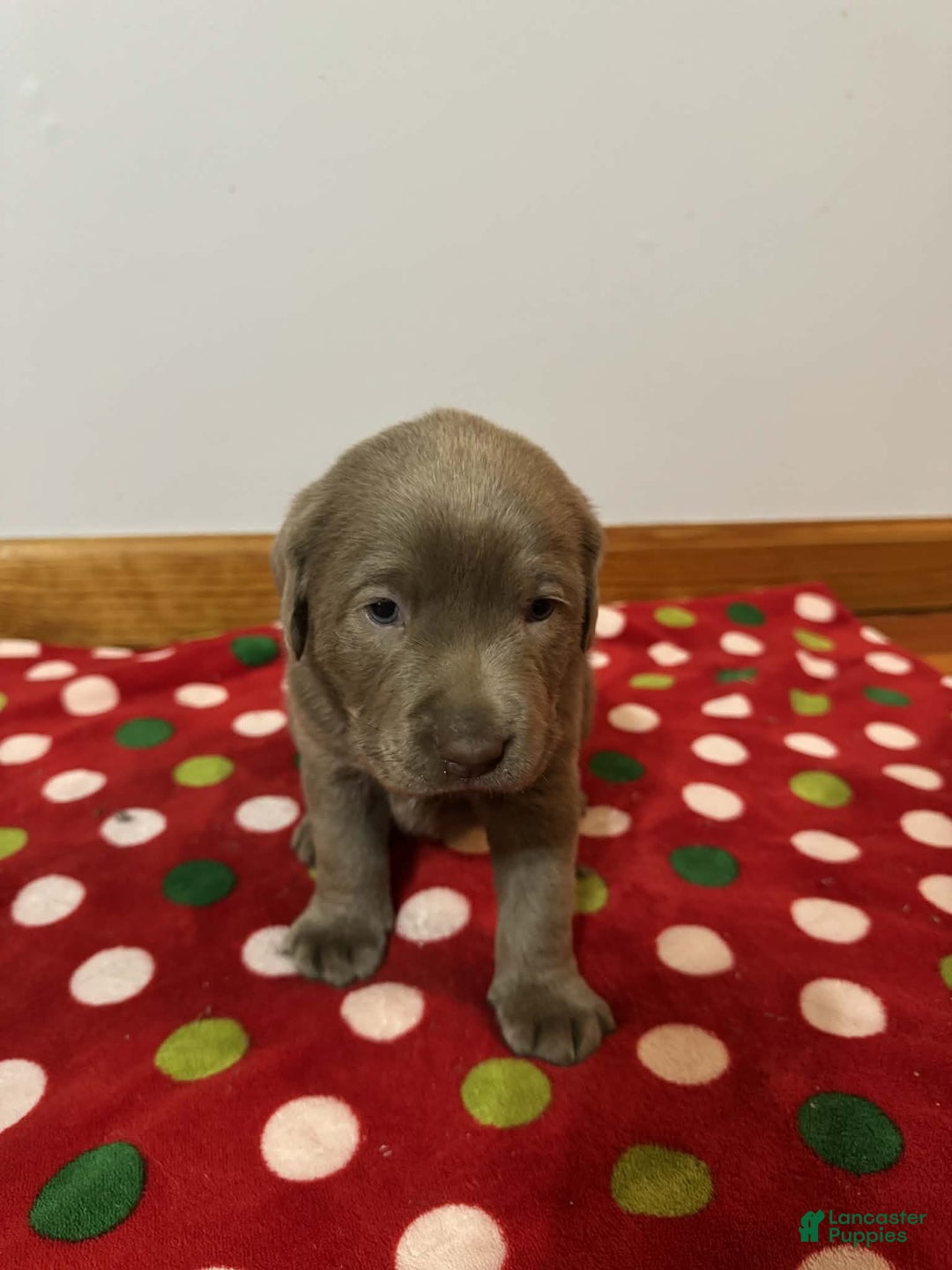 Labrador Retriever dogs for sale: Noel - Ad 4