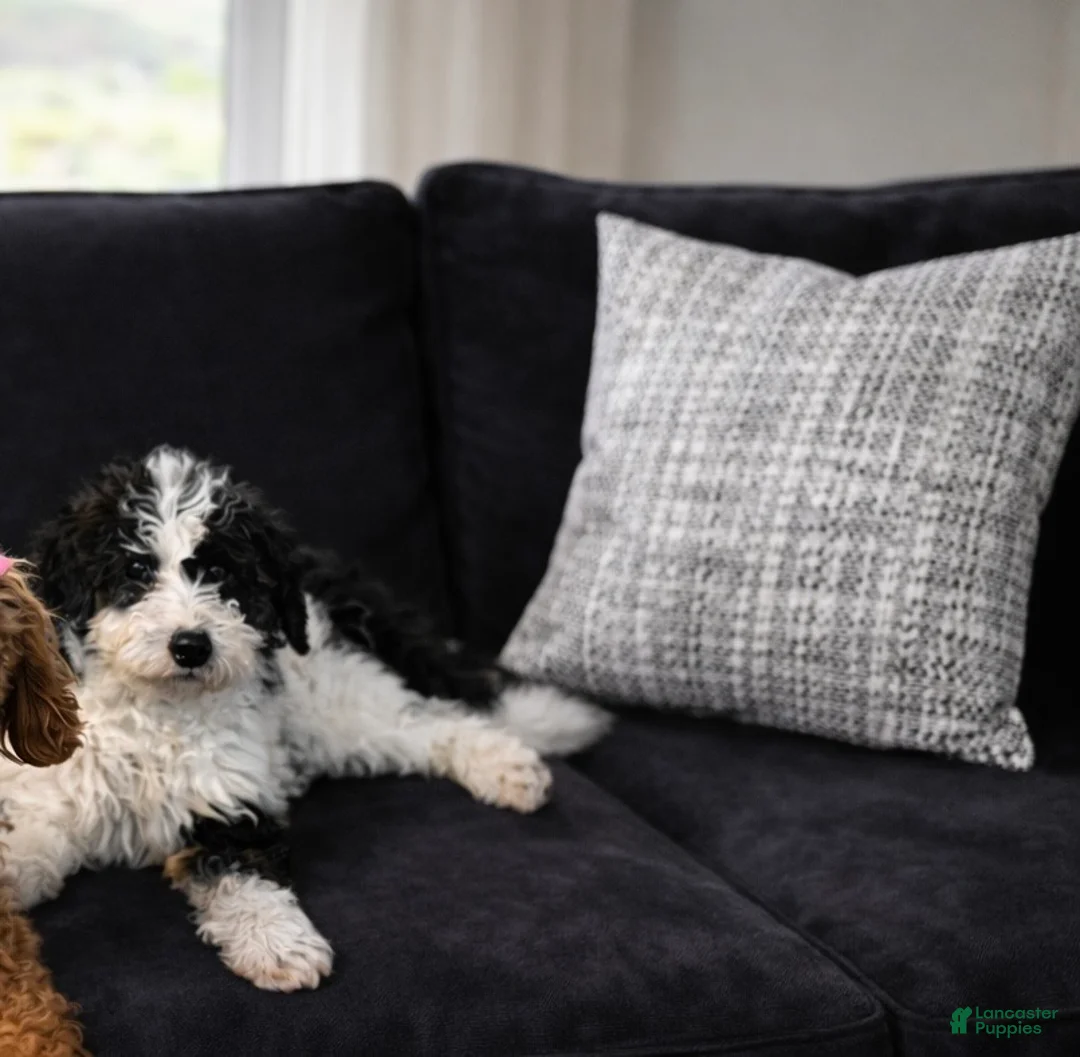 Mini Bernedoodle dogs for sale: Mini Bernedoodle Puppy 1 - Ad 3