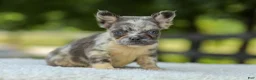 French Bulldog dogs for sale: Lisa - Ad 9