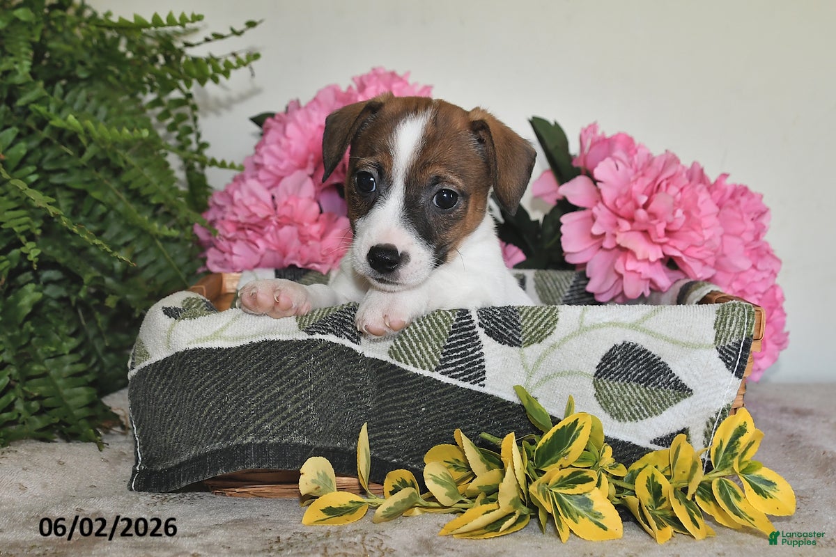 Jack Russell Terrier dogs for sale: Bobby - Ad 1