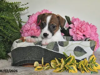 Jack Russell Terrier dogs for sale: Bobby - Ad 4