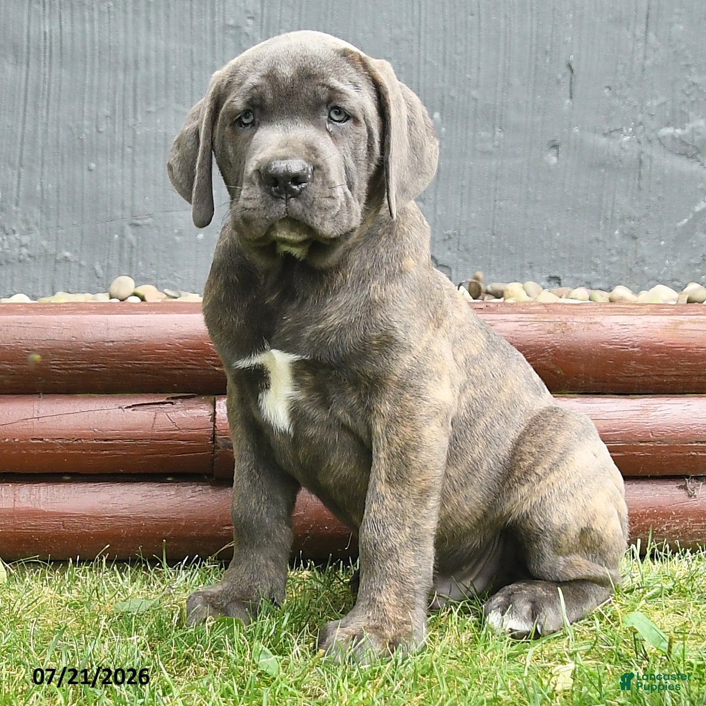 Cane Corso dogs Robot - Ad 1