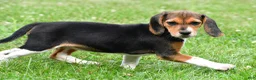 Beagle dogs for sale: Vicki - Ad 10