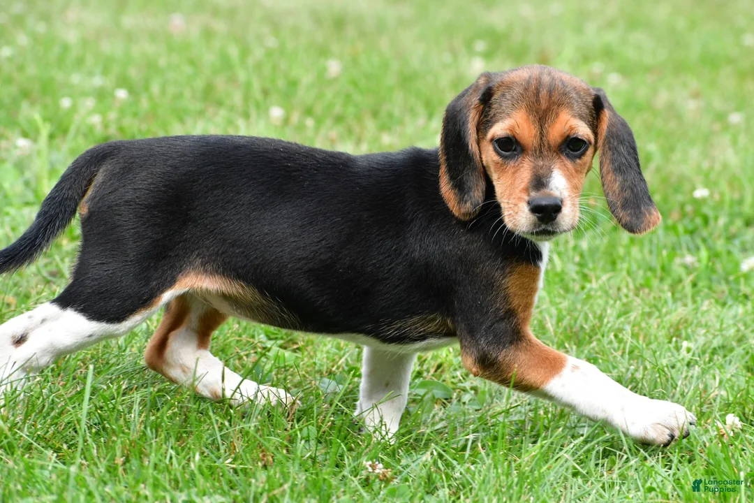 Beagle dogs for sale: Vicki - Ad 10