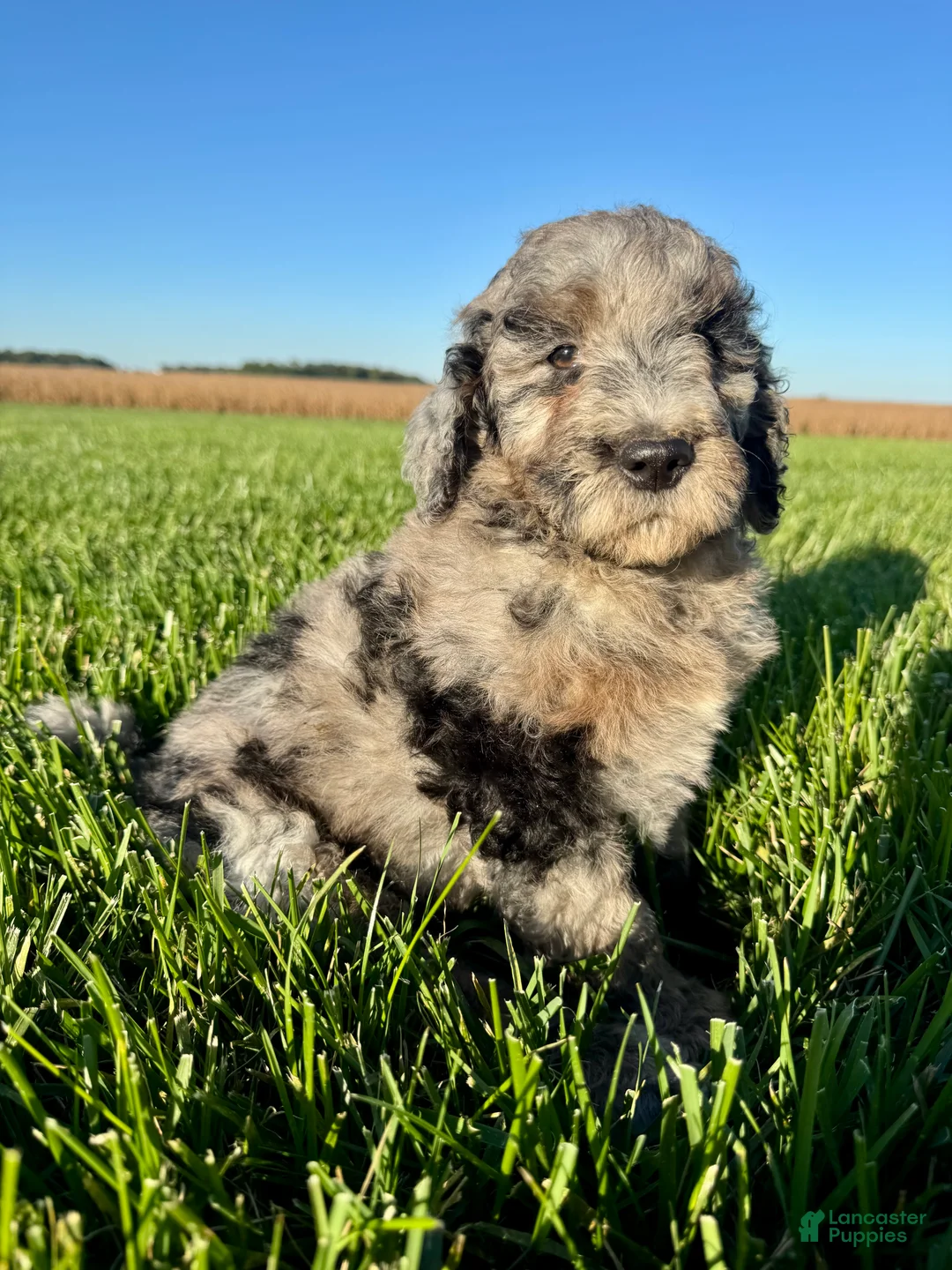 Mini Bernedoodle dogs for sale: Dolly - Ad 1