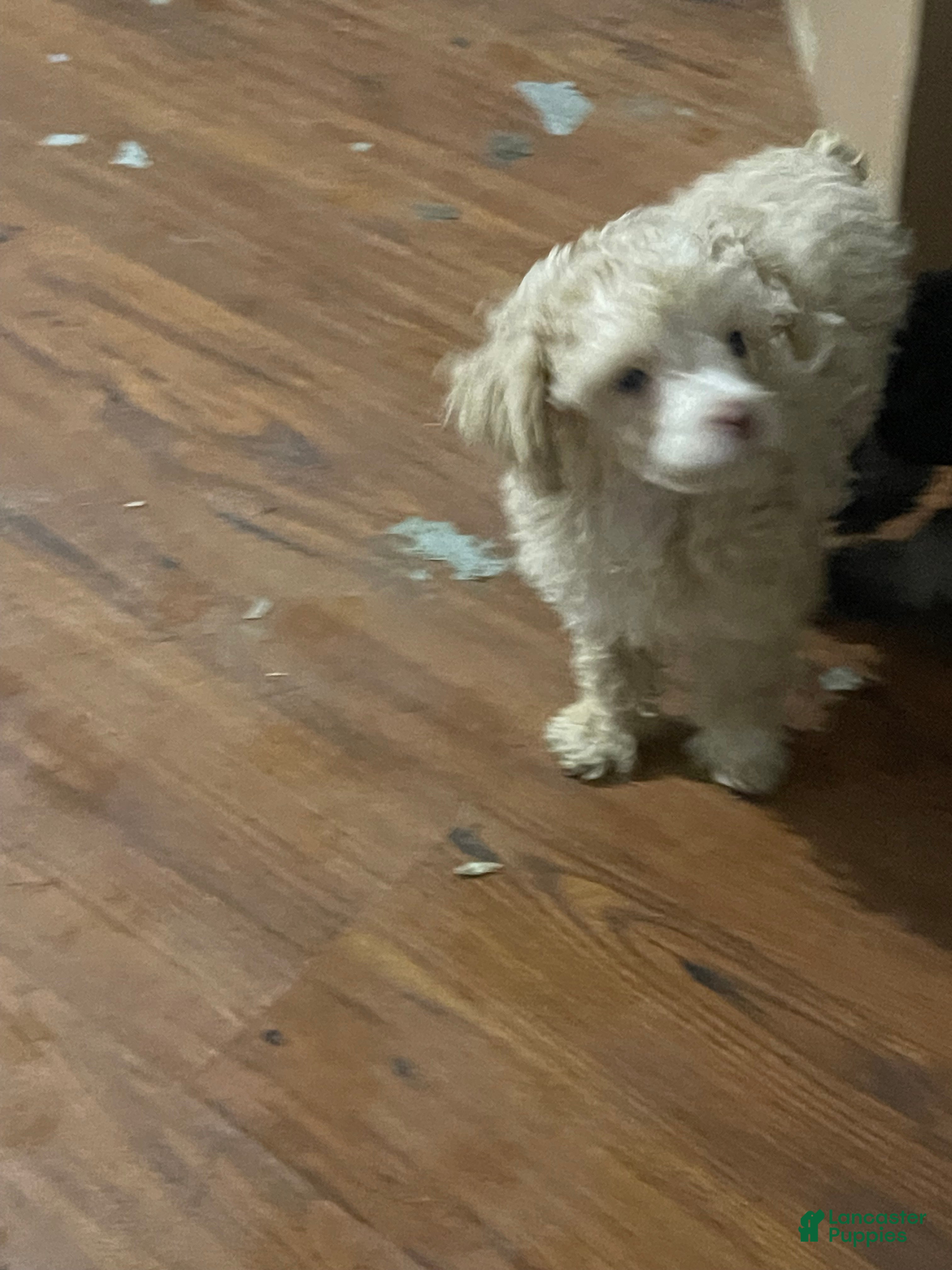 Miniature Poodle dogs Miniature Poodle 1 - Ad 20