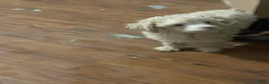 Miniature Poodle 1