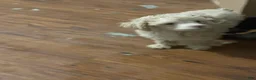 Miniature Poodle dogs for sale: Miniature Poodle 1 - Ad 1