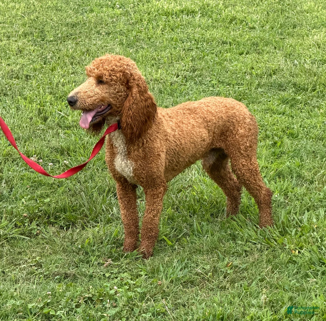 Miniature Poodle dogs for sale: Astro - Ad 4