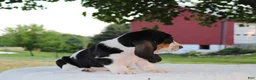 Basset Hound dogs for sale: Macy - Ad 3