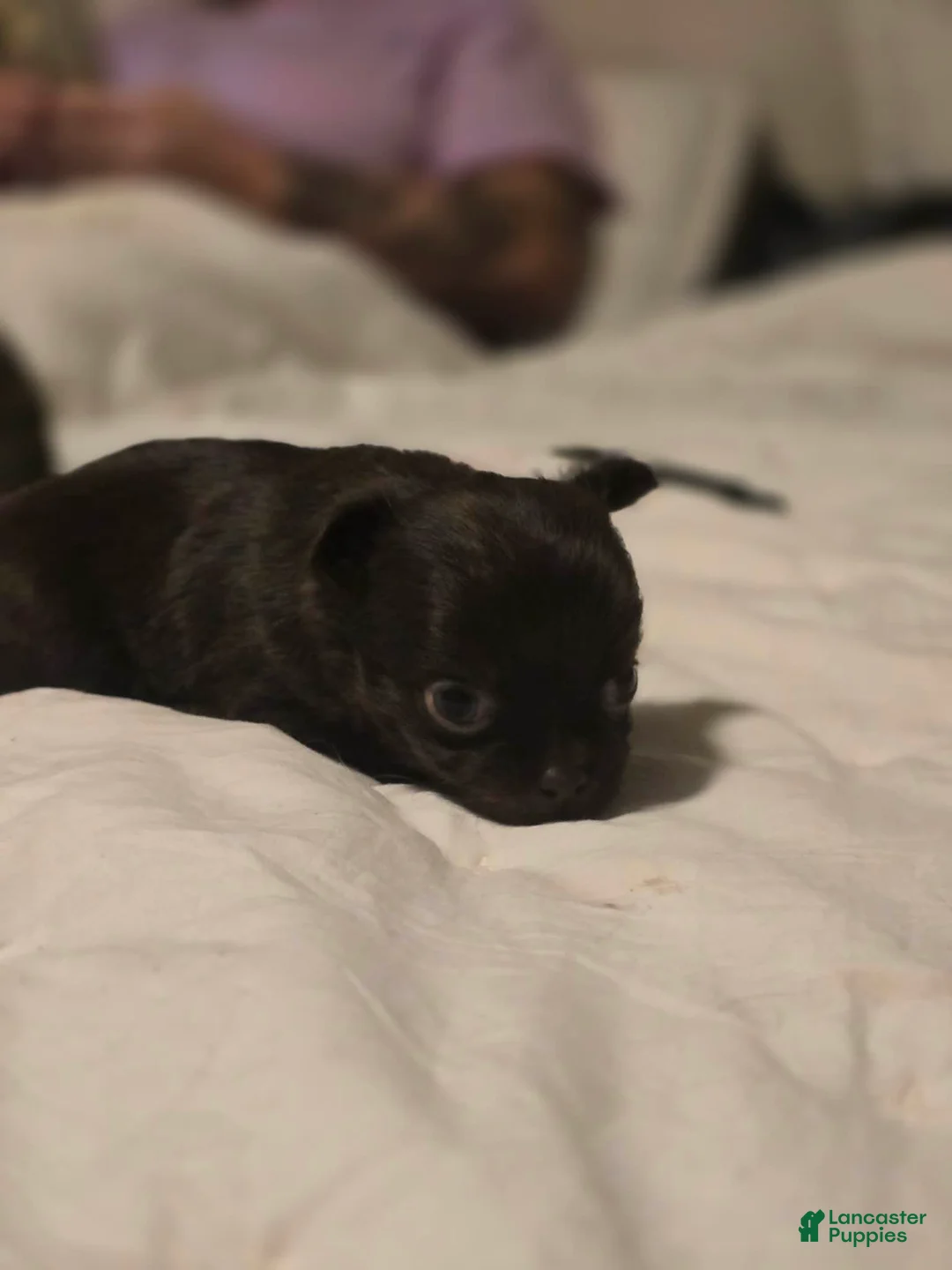 Chihuahua dogs for sale: jimmy - Ad 1