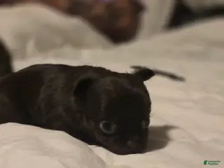 Chihuahua dogs jimmy - Ad 37